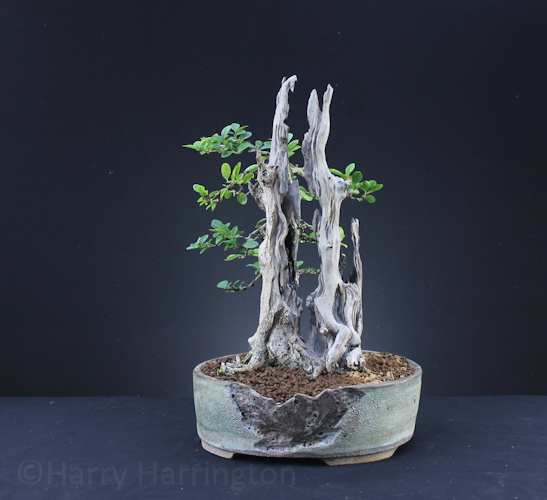 Privet bonsai